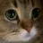 meow meow