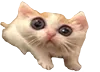 catshocked