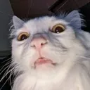 Yo