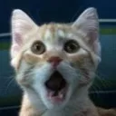 WhatCat6
