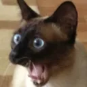 WhatCat7