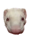 stinkysniff