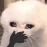 catohmy