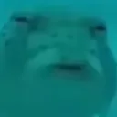 a_fishus