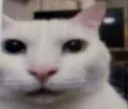 honest_reaction