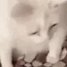 catPuke