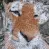 Cats_Sniff