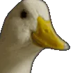 duckyes