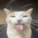 bleh
