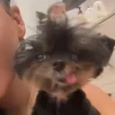 extrachromosomesdog