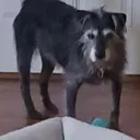 stiffleggedhalfdeaddog