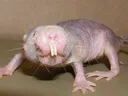 molerat