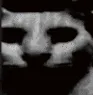 evil_spingus