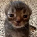 crycat