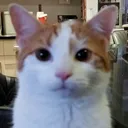 thefunnycat2022 Discord Emoji