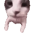 catKiss