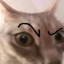 What Cat what_cat Discord Emoji