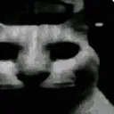 cat_despair