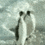 xpenguin_hit