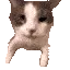 catKISS