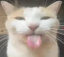 silly
