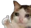 sadcatthumbs