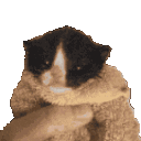 kittyhold Discord Emoji