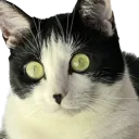 CatStare