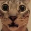 Kot kot Discord Emoji