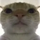 CATBRUH