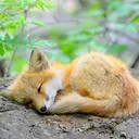 Sleepy Fox Discord Emoji