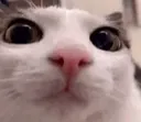 plink
