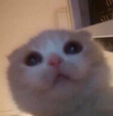 xx_kittywaiting Discord emoji