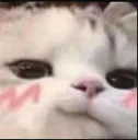 smug