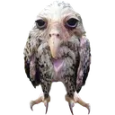 Zorpalod