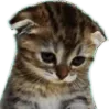 sadcat Discord Emoji
