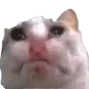 poq