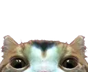 g_ g_