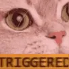 cat_triggered