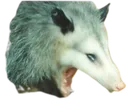 screamingpossum