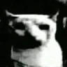 CatDespair