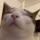 pleep pleep