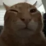 buh