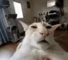 guh