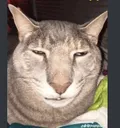 catwokeup