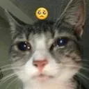 why