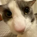 sog_nose