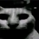 despair_cat
