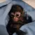monkeysleep