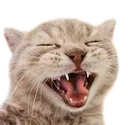 Catlaugh catLaugh Discord Emoji